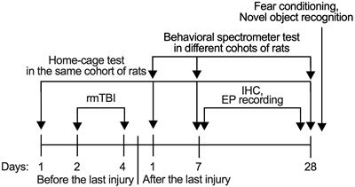Repetitive Mild Traumatic Brain Injury in Rats Impairs Cognition, Enhances Prefrontal Cortex Neuronal Activity, and Reduces Pre-synaptic Mitochondrial Function